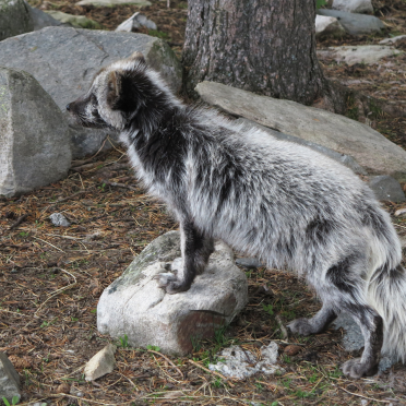 polar fox