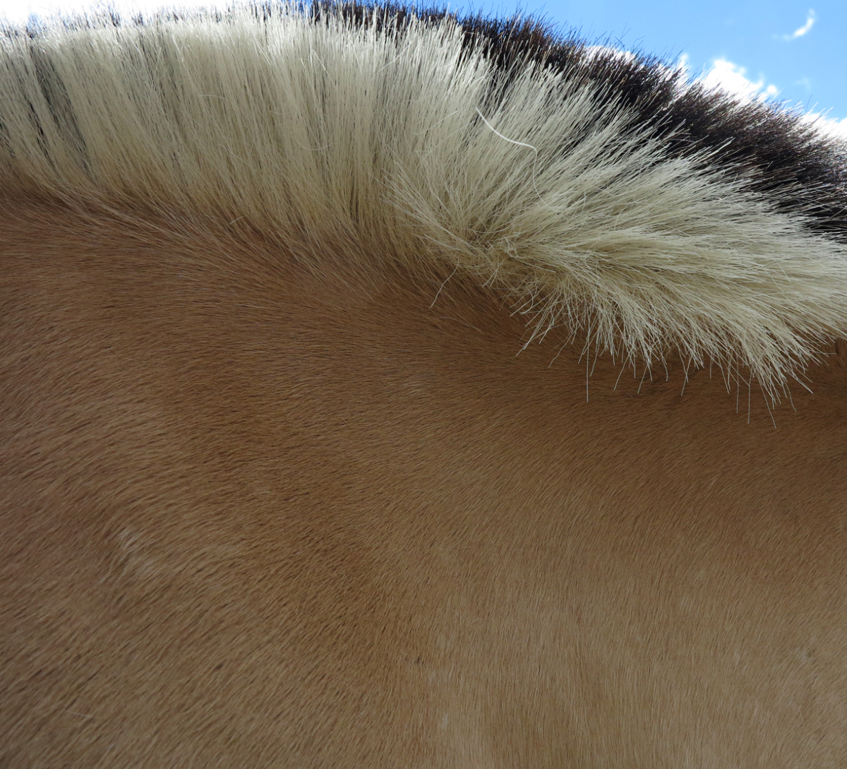 norwegian fjord horse