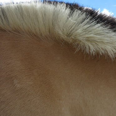 norwegian fjord horse