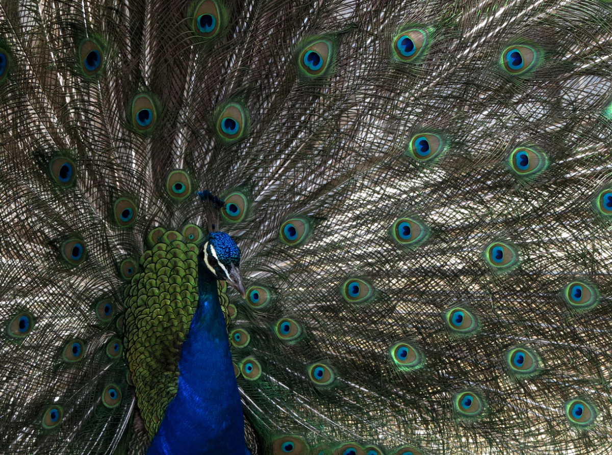 peacock