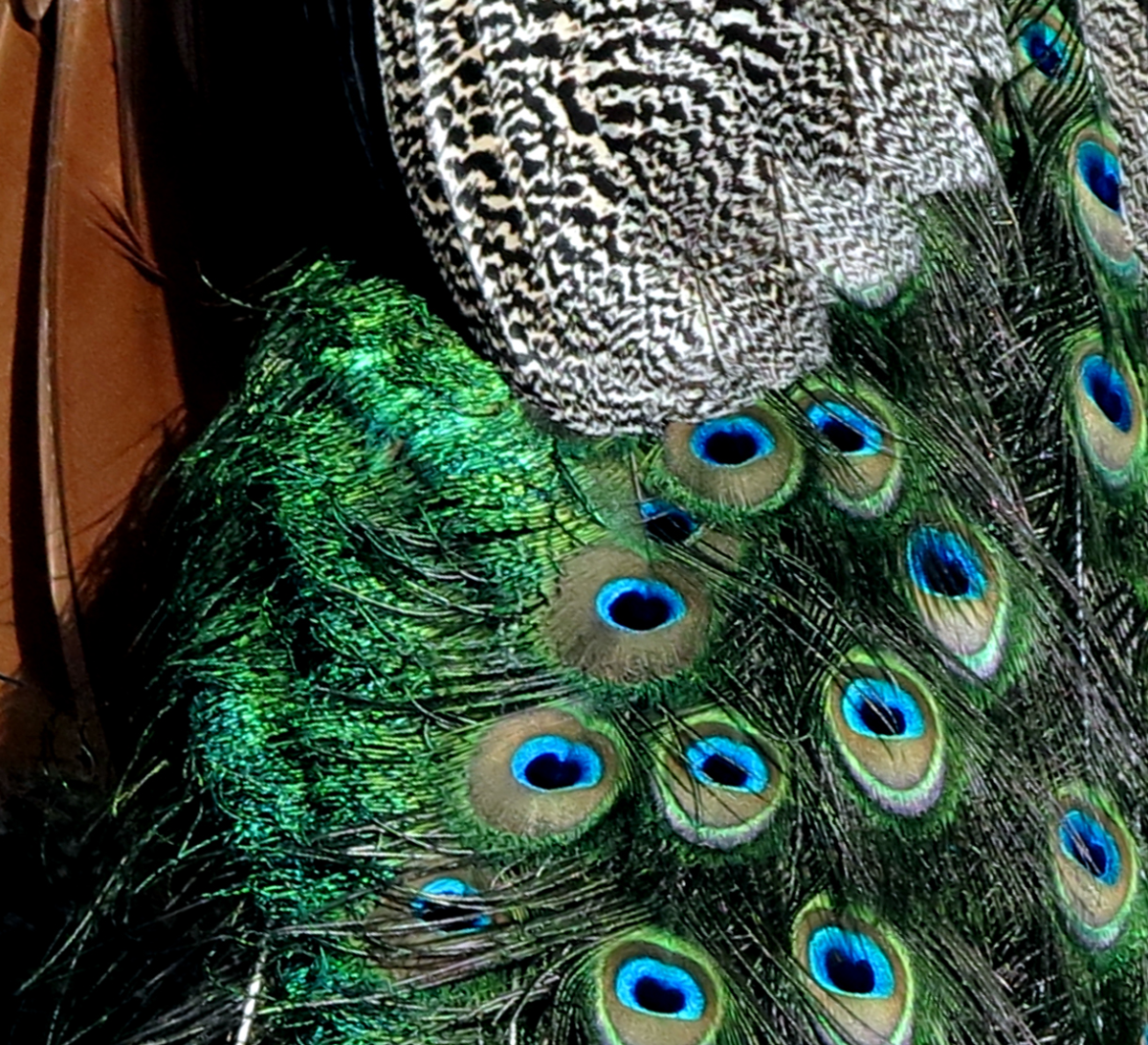 peacock