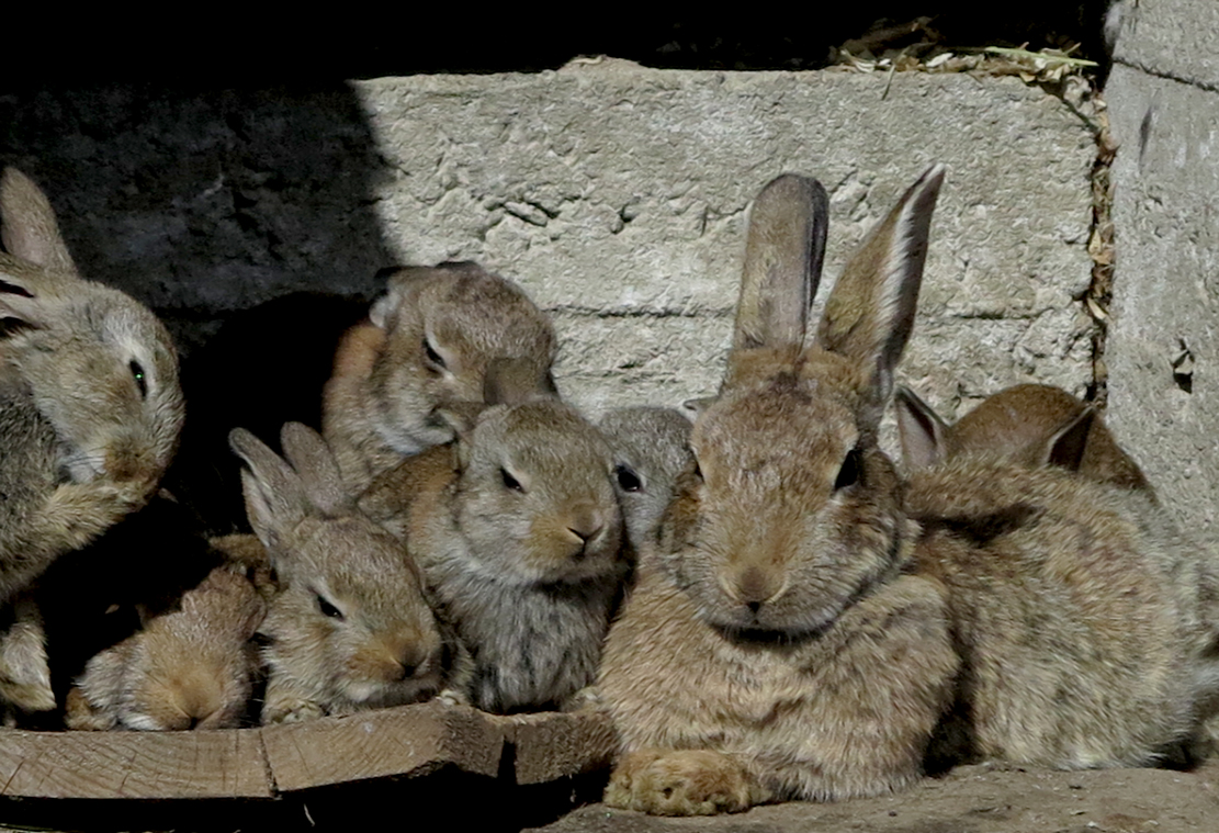 rabbits