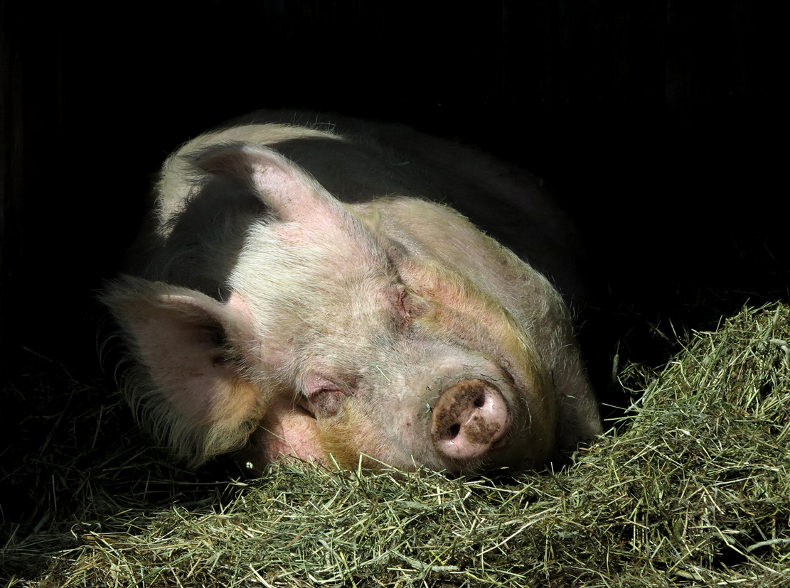 Emma the pig