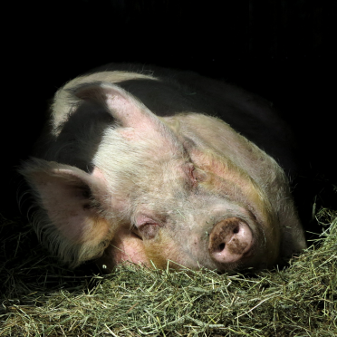 Emma the pig
