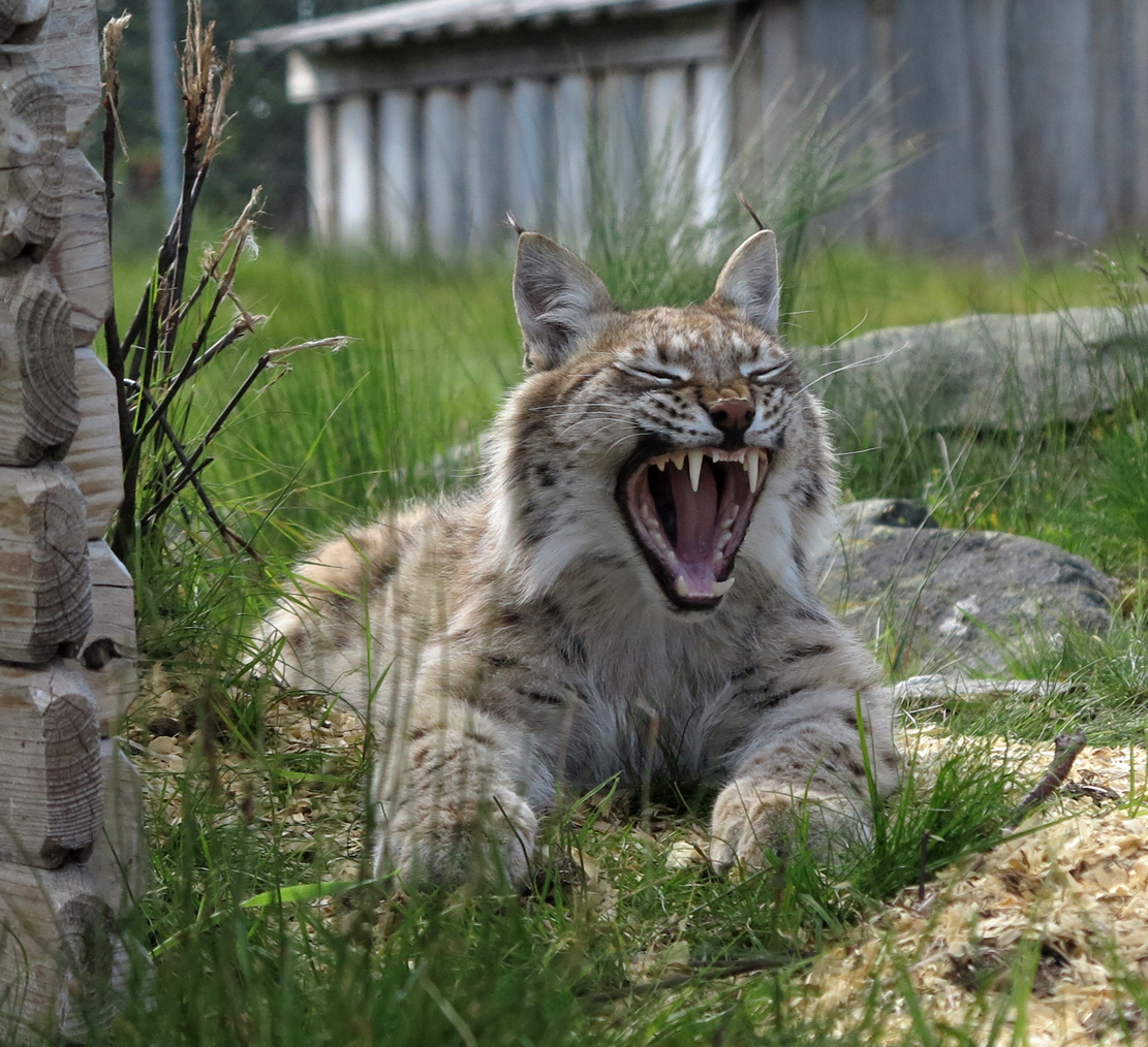 European lynx
