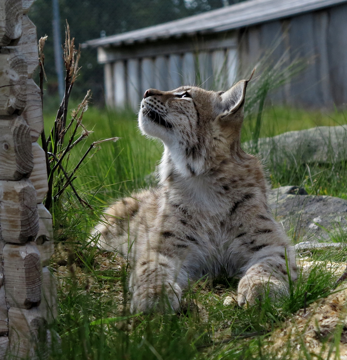 European lynx