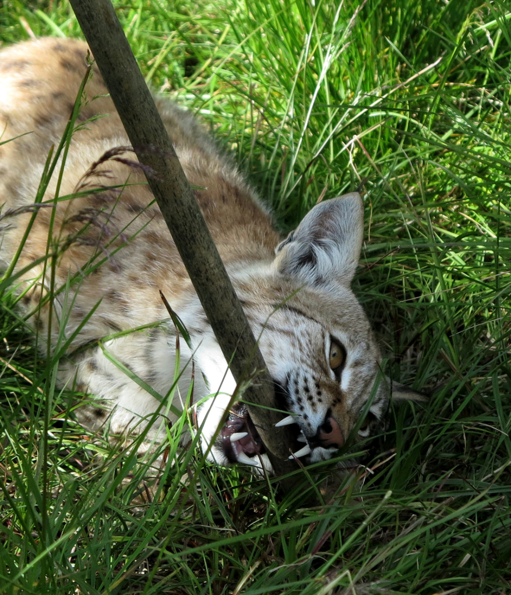European lynx