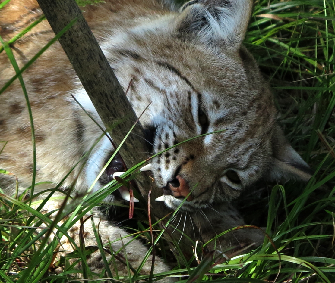 European lynx