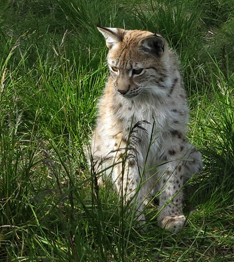 European lynx