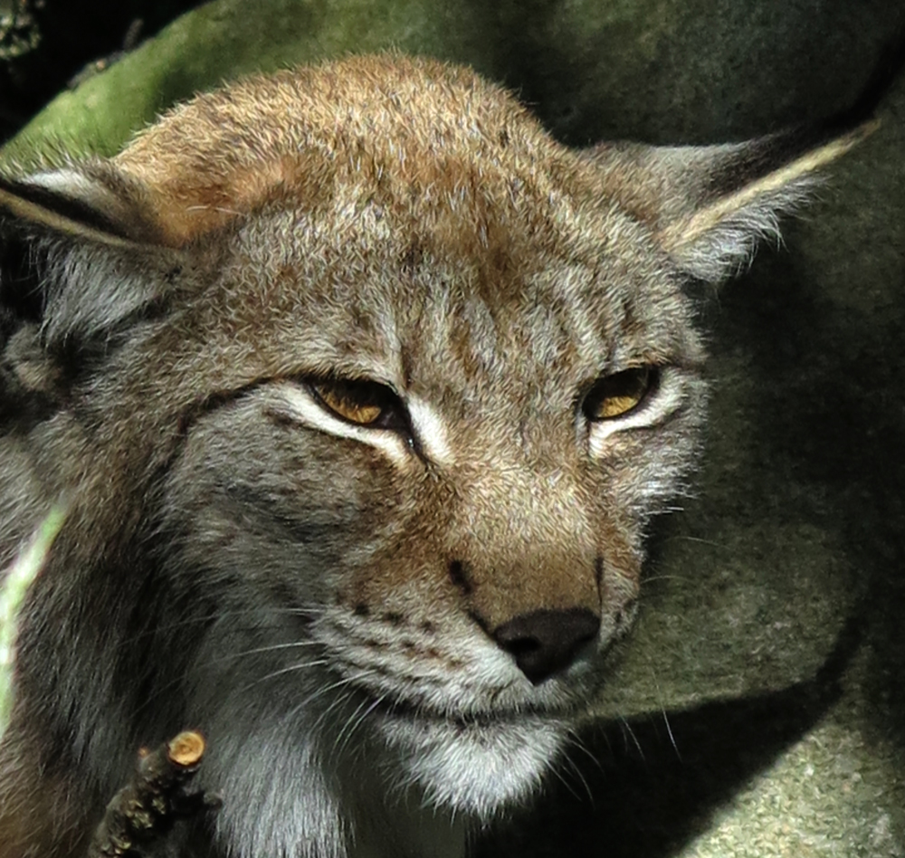 lynx