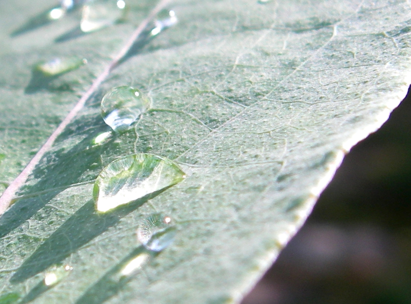 eucalyptus