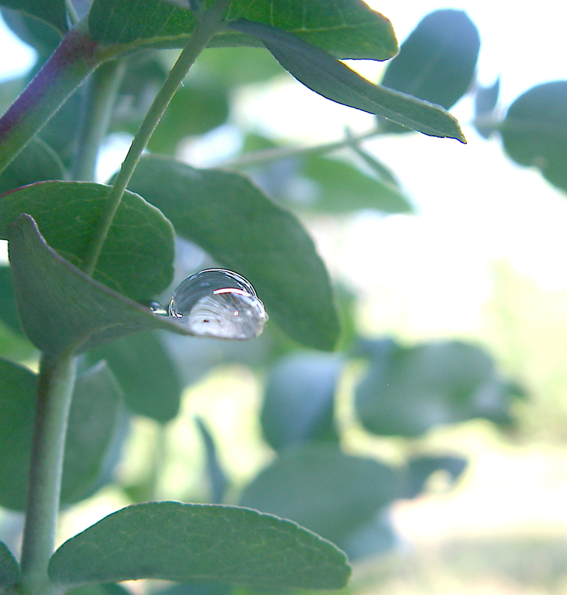 eucalyptus