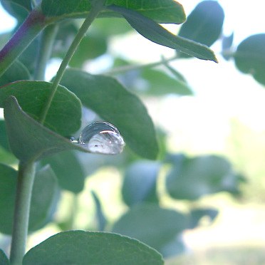 eucalyptus