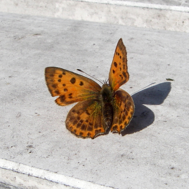 scarce copper - lycaena virgaureae