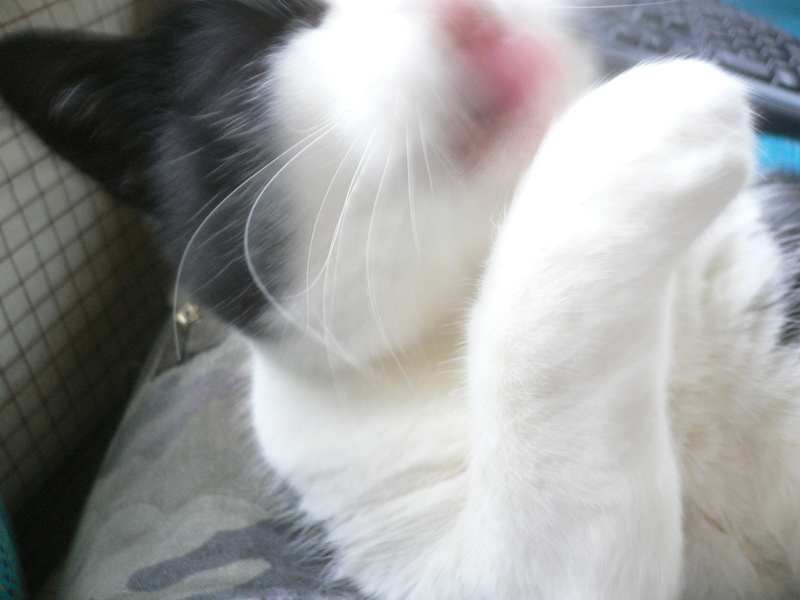 kitty
