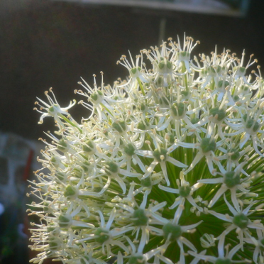 allium