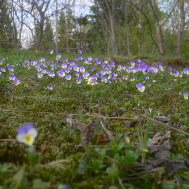 heartsease