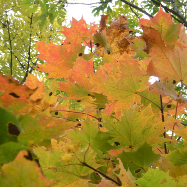 maple
