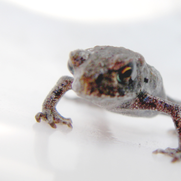 toad