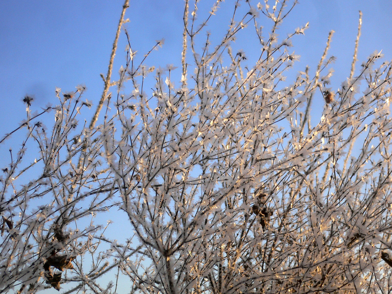 frost