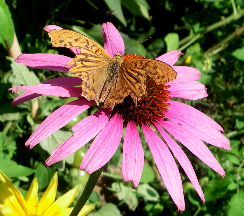 silver-washed fritillary