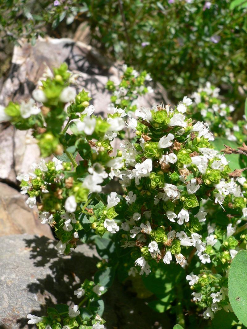 oregano