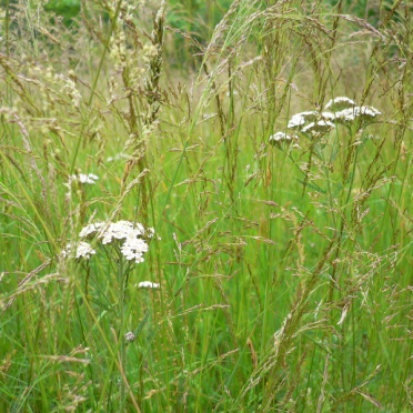 yarrow
