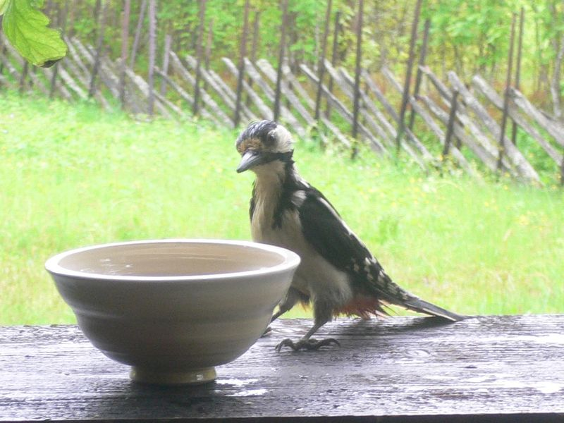 woodpecker