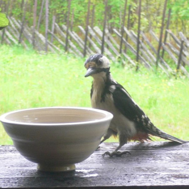 woodpecker