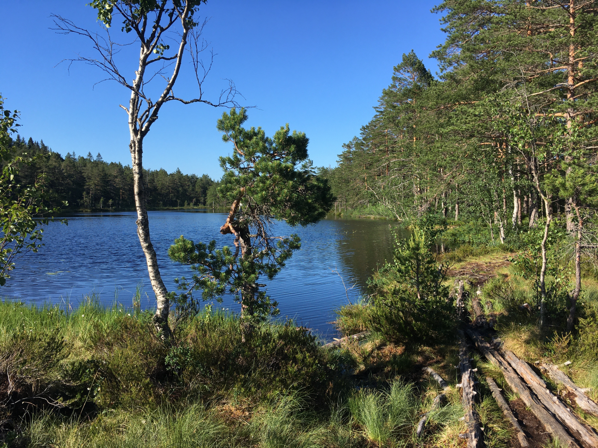 vardetjern