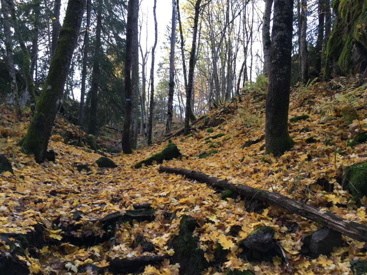 autumn i think