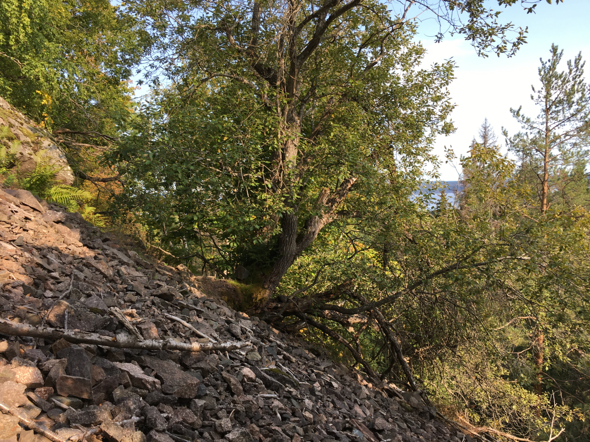 skaugumsåsen