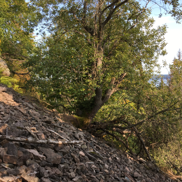 skaugumsåsen