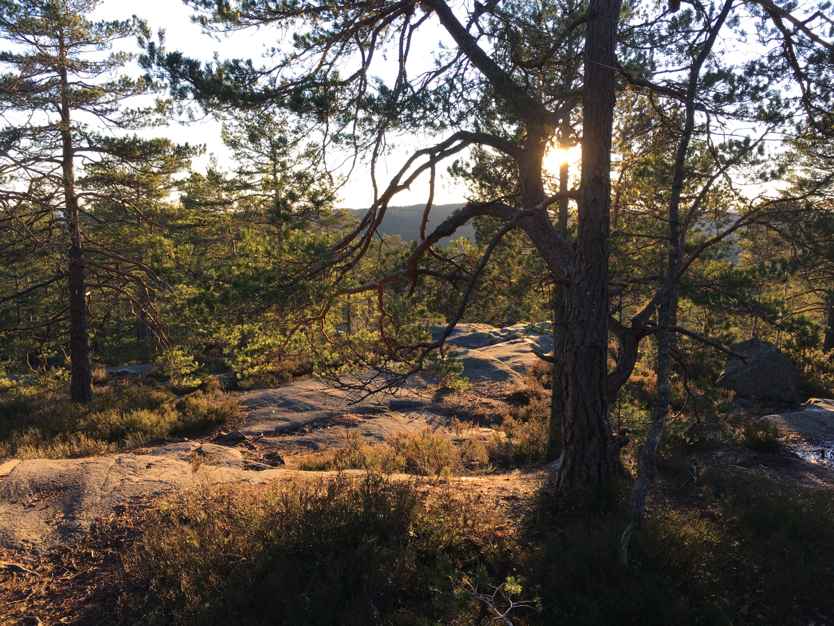 low sun