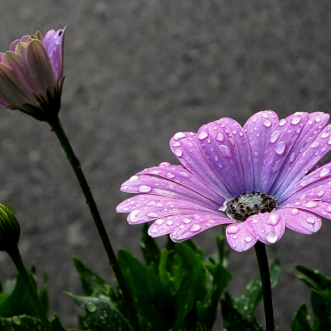 daisybush