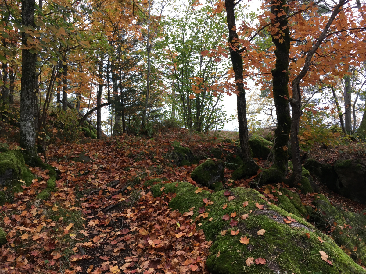 skaugumsåsen