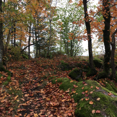 skaugumsåsen