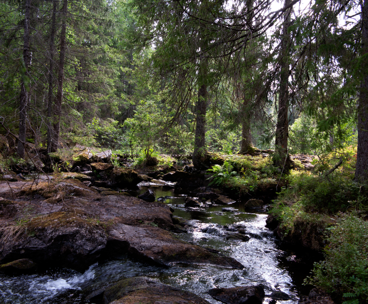 stream