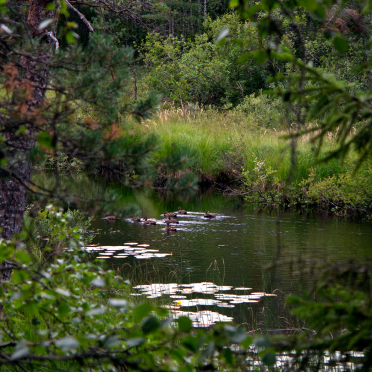 fløyta