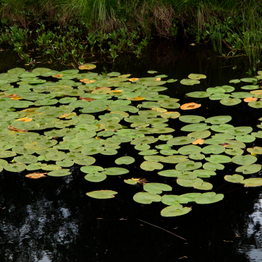 midtre fløyta