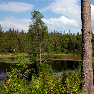 fløyta