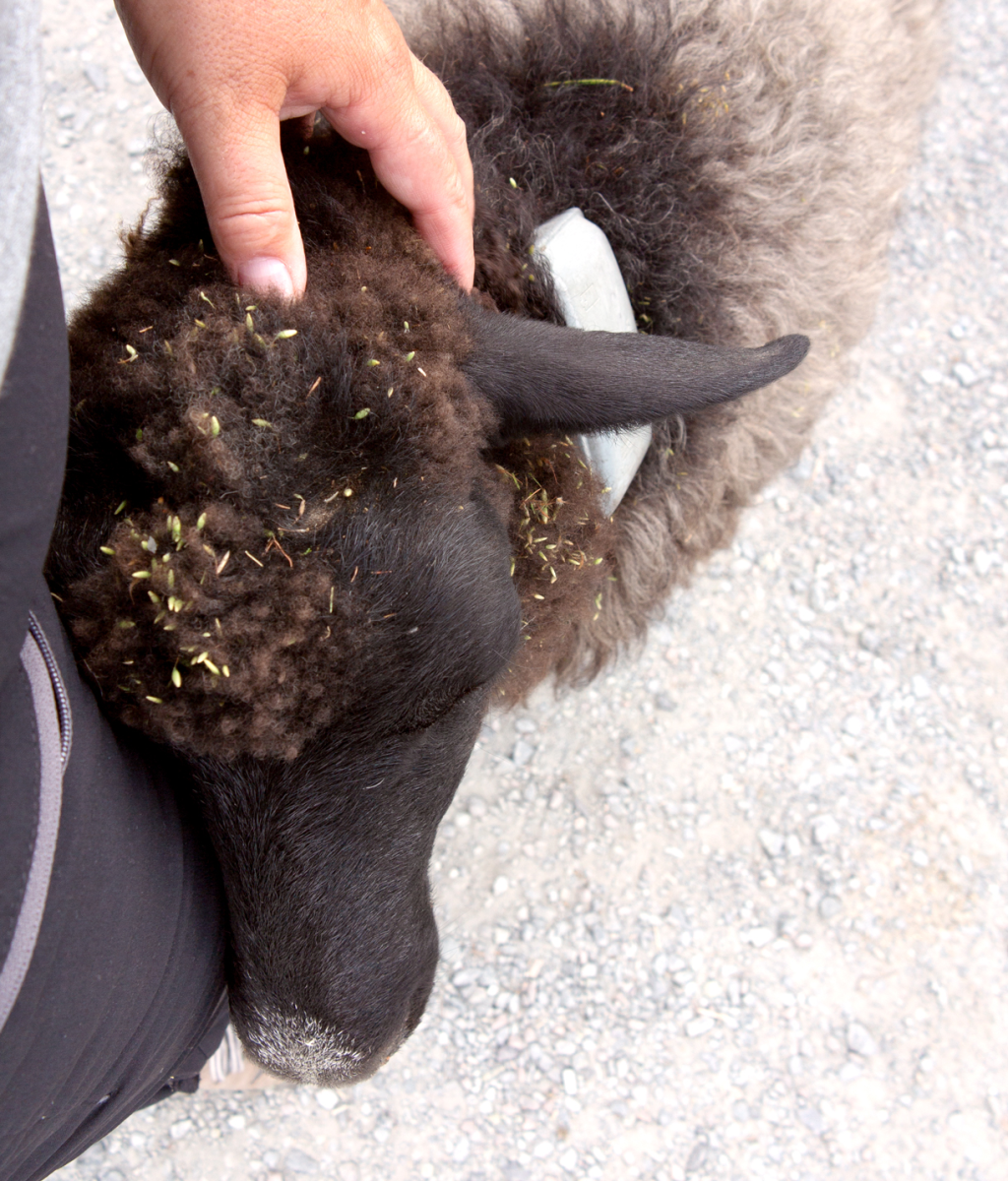 sheepy cuddles