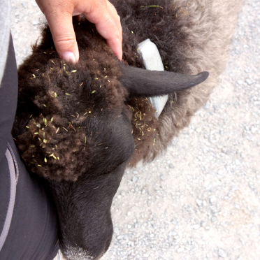 sheepy cuddles