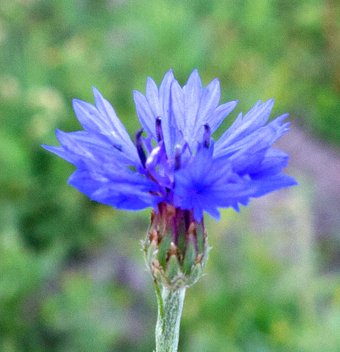 cornflower