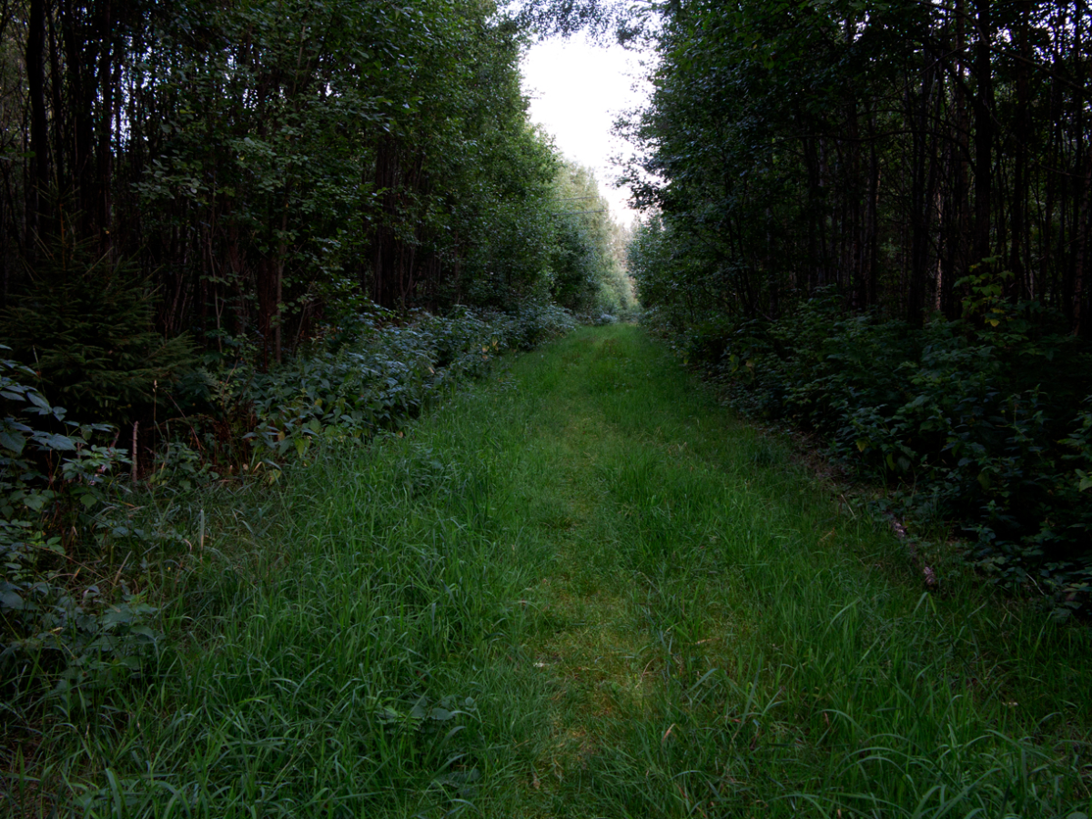 grassy road