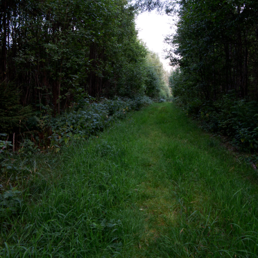 grassy road
