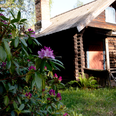 Rhododendron in the woods