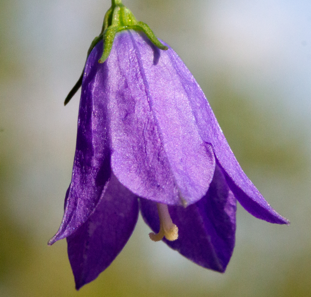 harebell