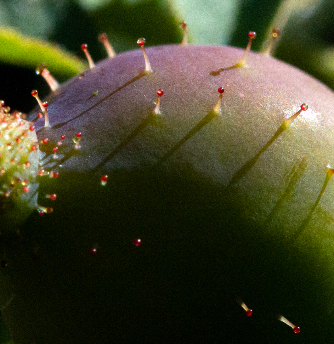 rosehip