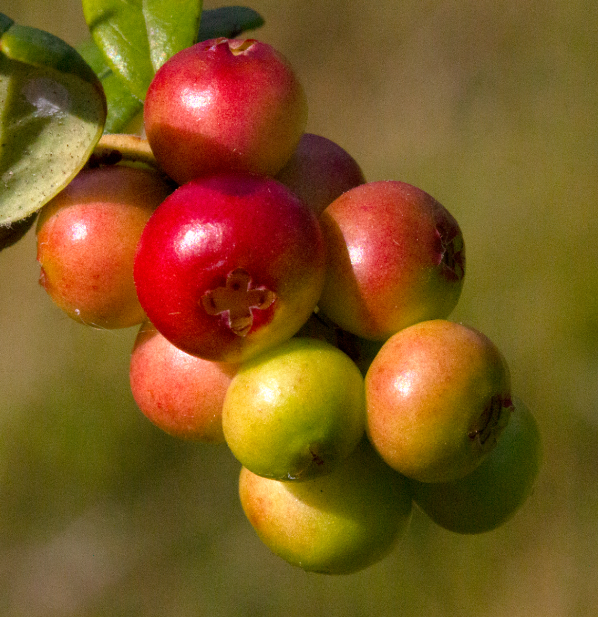 lingonberries